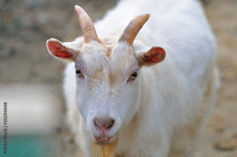 Obraz premium ヤギのポートレート