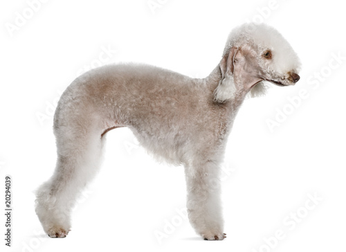 Fototapeta Naklejka Na Ścianę i Meble -  Bedlington terrier, standing in front of white background