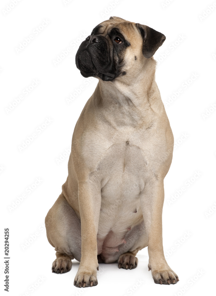 Bullmastiff, 2 years old, sitting in front of white background
