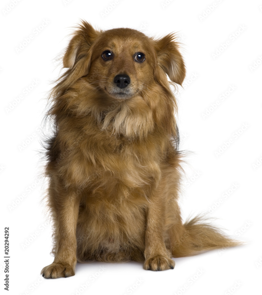 Crossbreed dog, sitting in front of white background