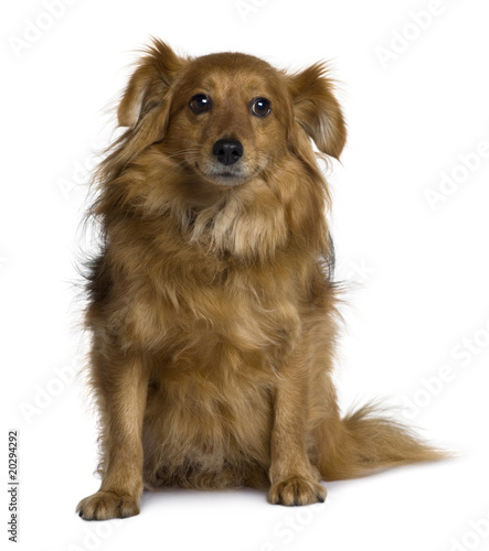 Crossbreed dog, sitting in front of white background