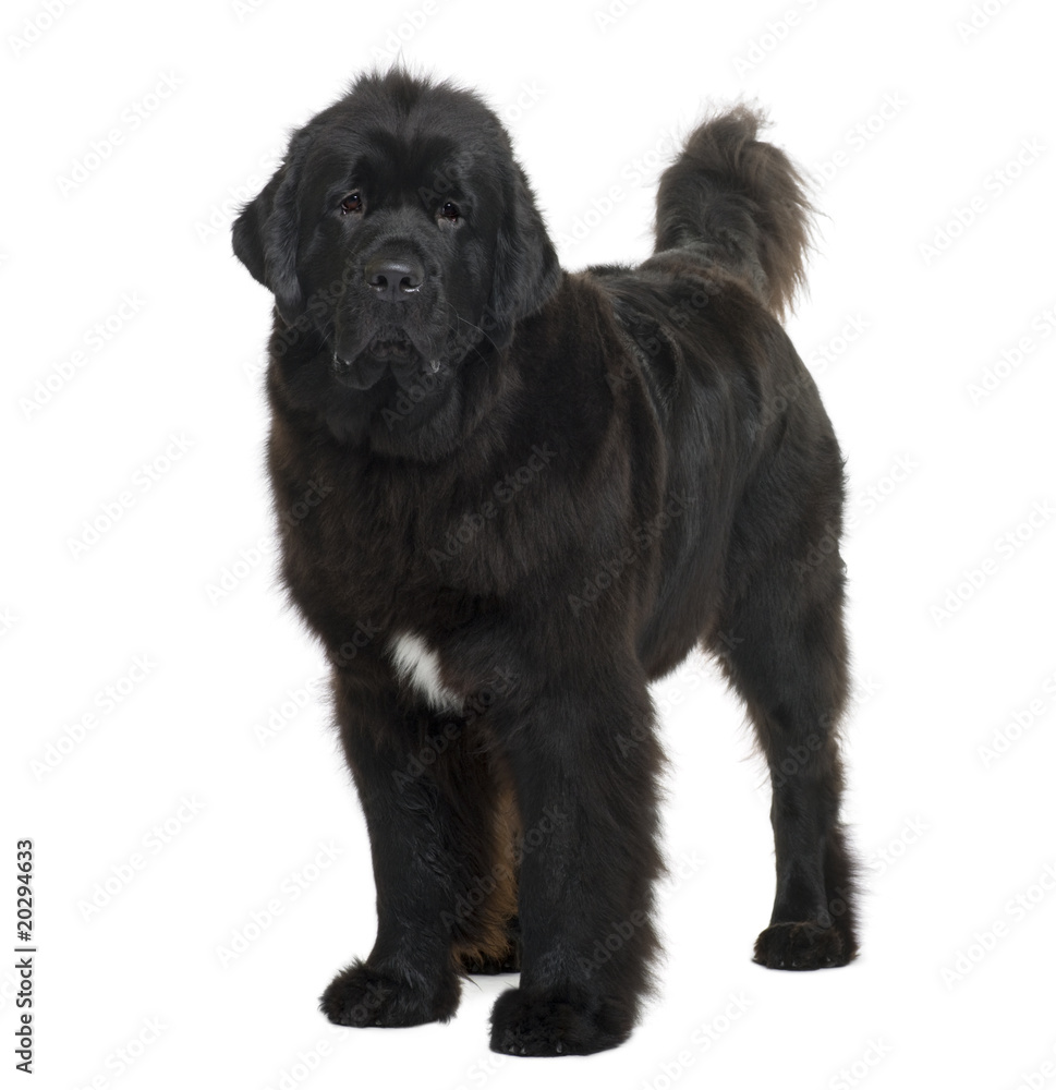 Newfoundland dog, standing in front of white background Newfoundland dog, standing in front of white background