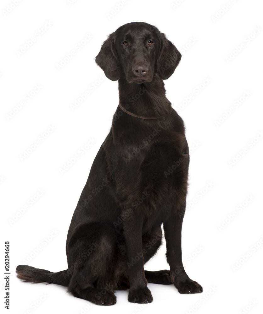 Flat-Coated Retriever, sitting in front of white background Flat-Coated Retriever, sitting in front of white background