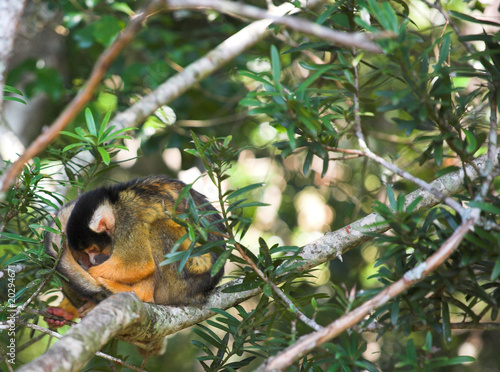 Cute squirrel monkey (Saimiri) at monkey world in South Africa photo