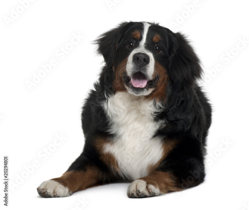 Bernese mountain dog, lying down in front of white background