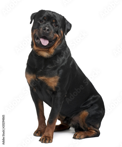 Rottweiler  2 years old  sitting in front of white background