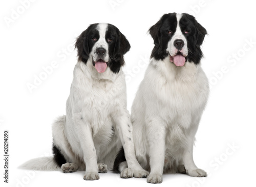 Black and white Landseer dogs, sitting against white background