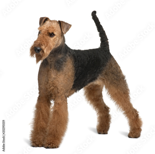 Obraz na plátně Airedale Terrier, standing in front of white background