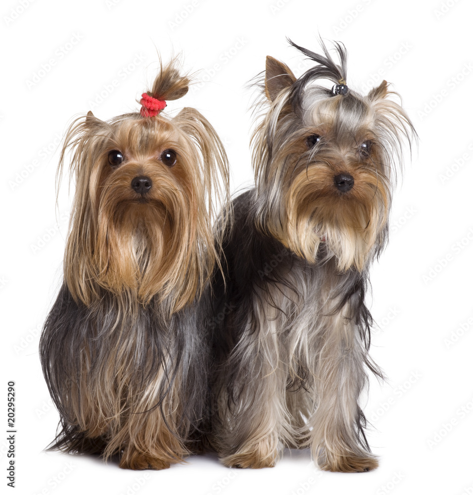 Yorkshire terriers, standing in front of white background