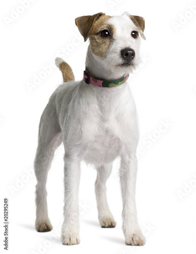 Parson Russell Terrier, standing in front of white background