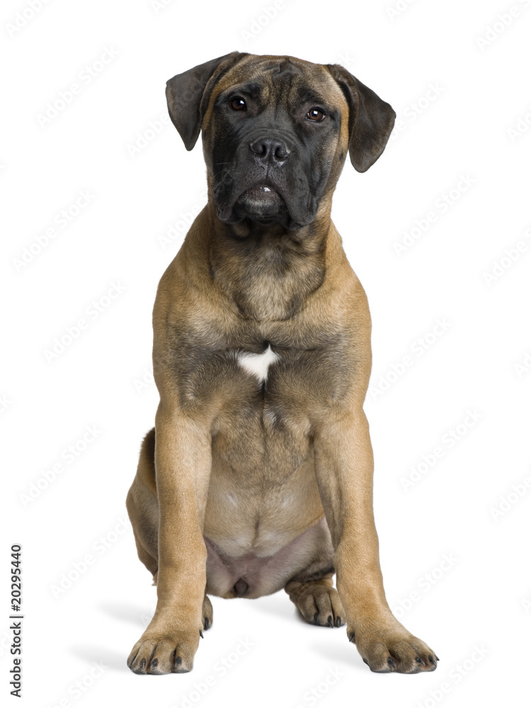 Bullmastiff puppy, sitting in front of white background