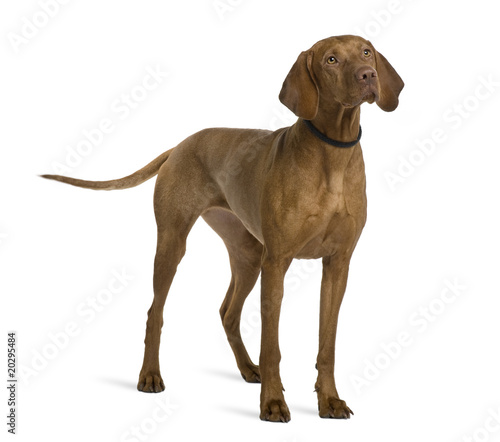 Viszla dog, 2 years old, standing in front of white background