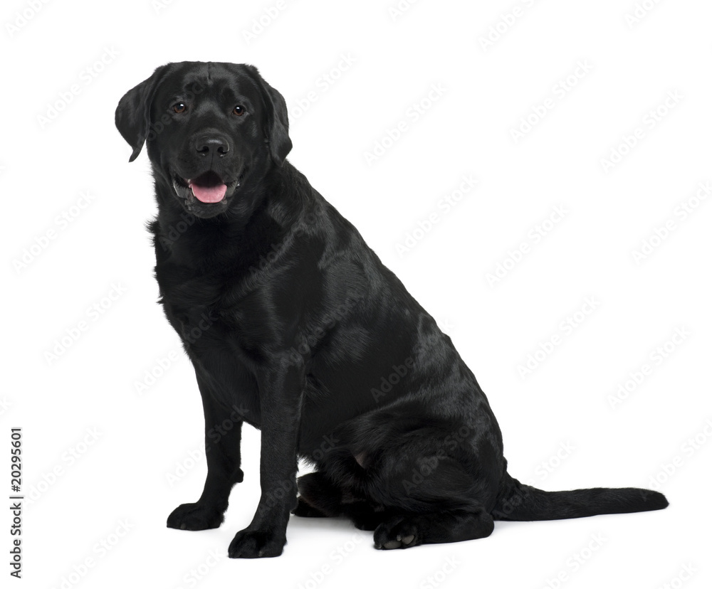 Black Labrador sitting in front of white background