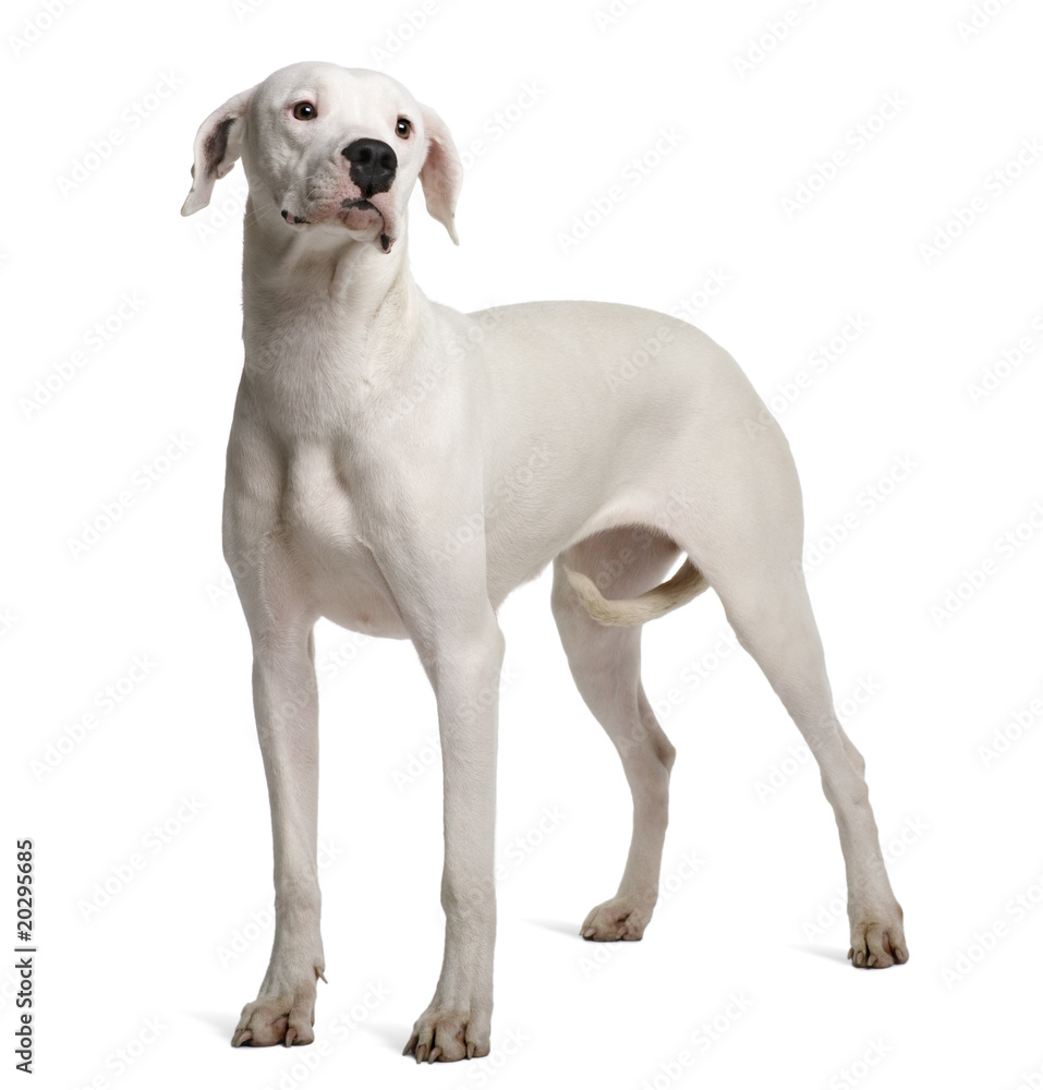 Argentine Dogo, standing in front of white background