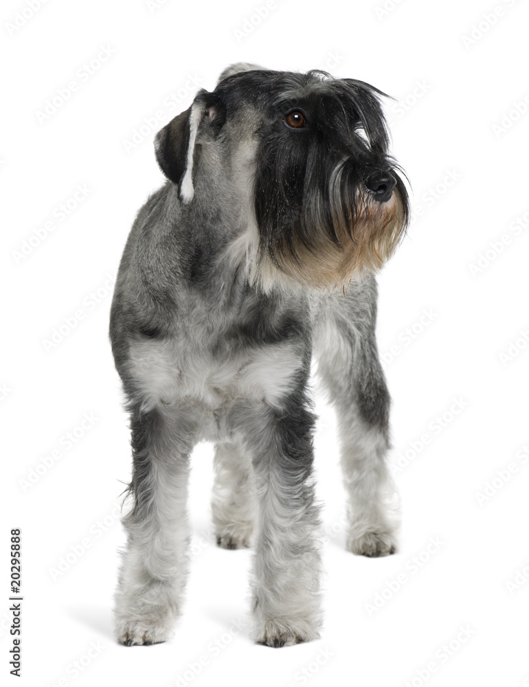 Schnauzer, standing in front of white background