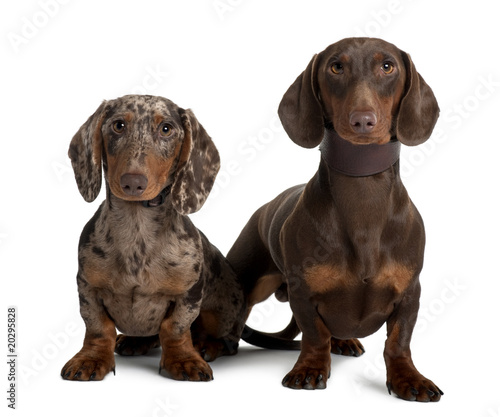 Couple of Dachshunds, sitting in front of white background
