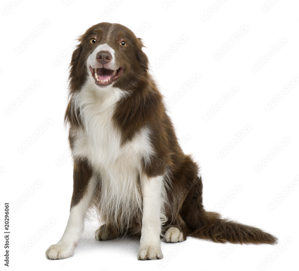 Border Collie, 4 years old, sitting in front of white background Border Collie, 4 years old, sitting in front of white background