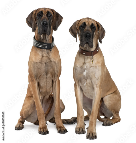 Two Great Danes  sitting in front of white background