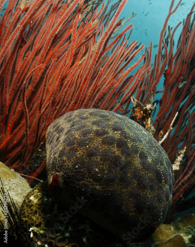 Schmedelian pin-cushion sea star(Culcita schmideliana) photo