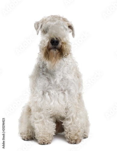 Soft-Coated Wheaten Terrier, sitting against white background