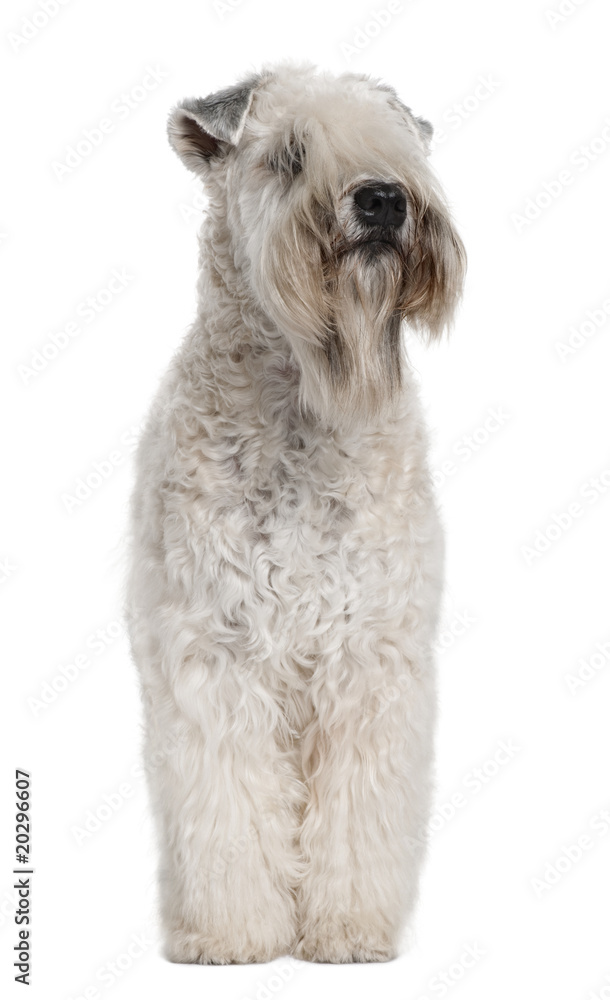 Soft-coated Wheaten Terrier, standing against white background