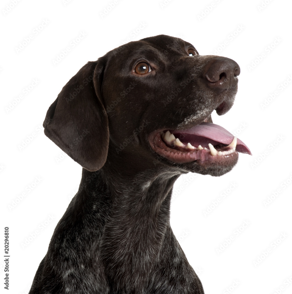 German Shorthaired Pointer, panting in front of white background German Shorthaired Pointer, panting in front of white background