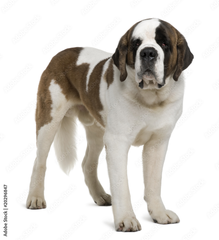 Saint Bernard, standing in front of white background Saint Bernard, standing in front of white background