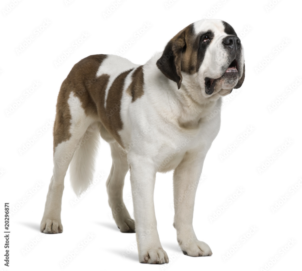 Saint Bernard, standing in front of white background
