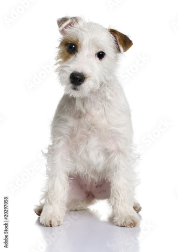 Parson Russell terrier puppy, sitting against white background