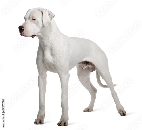 Argentine Dogo or Argentinean Mastiff dog, standing