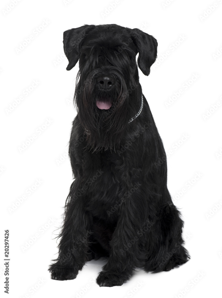 Schnauzer, sitting in front of white background Schnauzer, sitting in front of white background