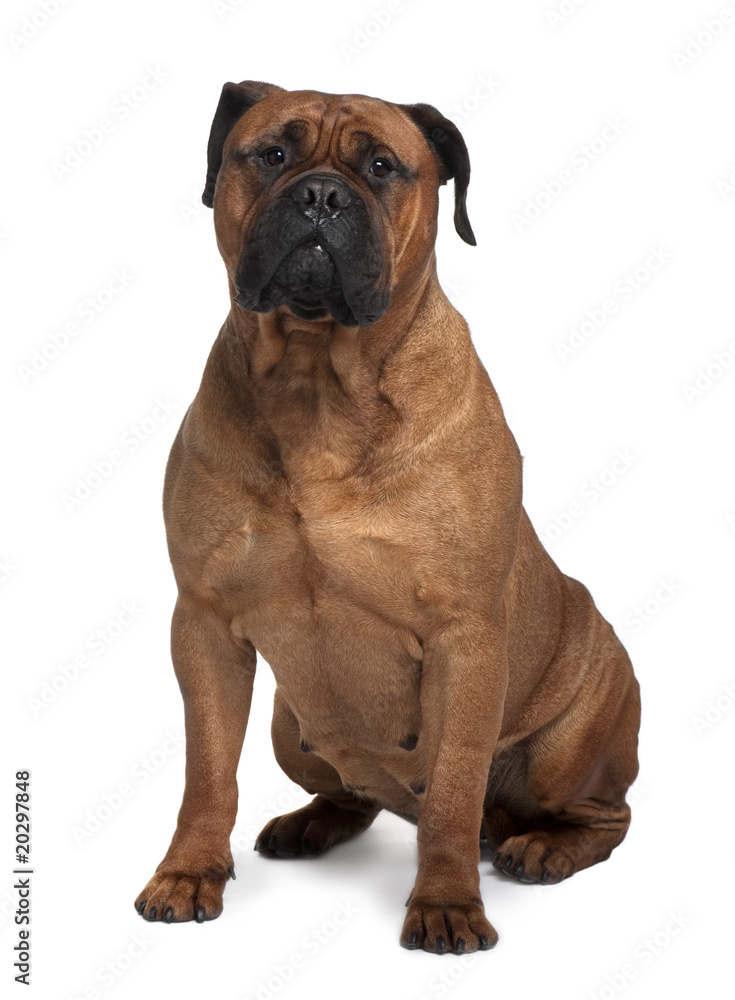 Obraz premium Bullmastiff dog, sitting in front of white background