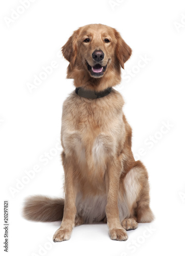 Hovawart dog, sitting in front of white background