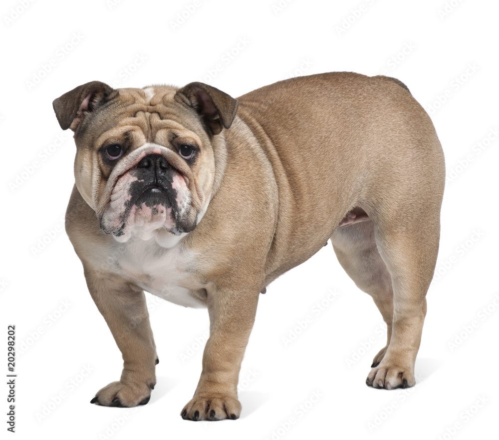 Bulldog, standing in front of white background