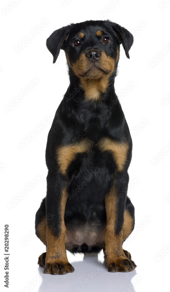 Rottweiler puppy, sitting in front of white background