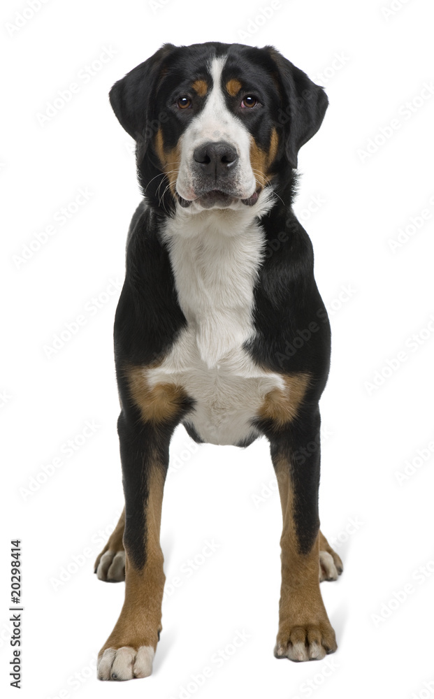 Greater Swiss Mountain Dog, standing
