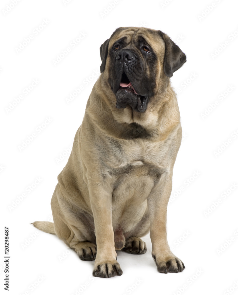 Mastiff dog, 2 years old, sitting in front of white background Mastiff dog, 2 years old, sitting in front of white background