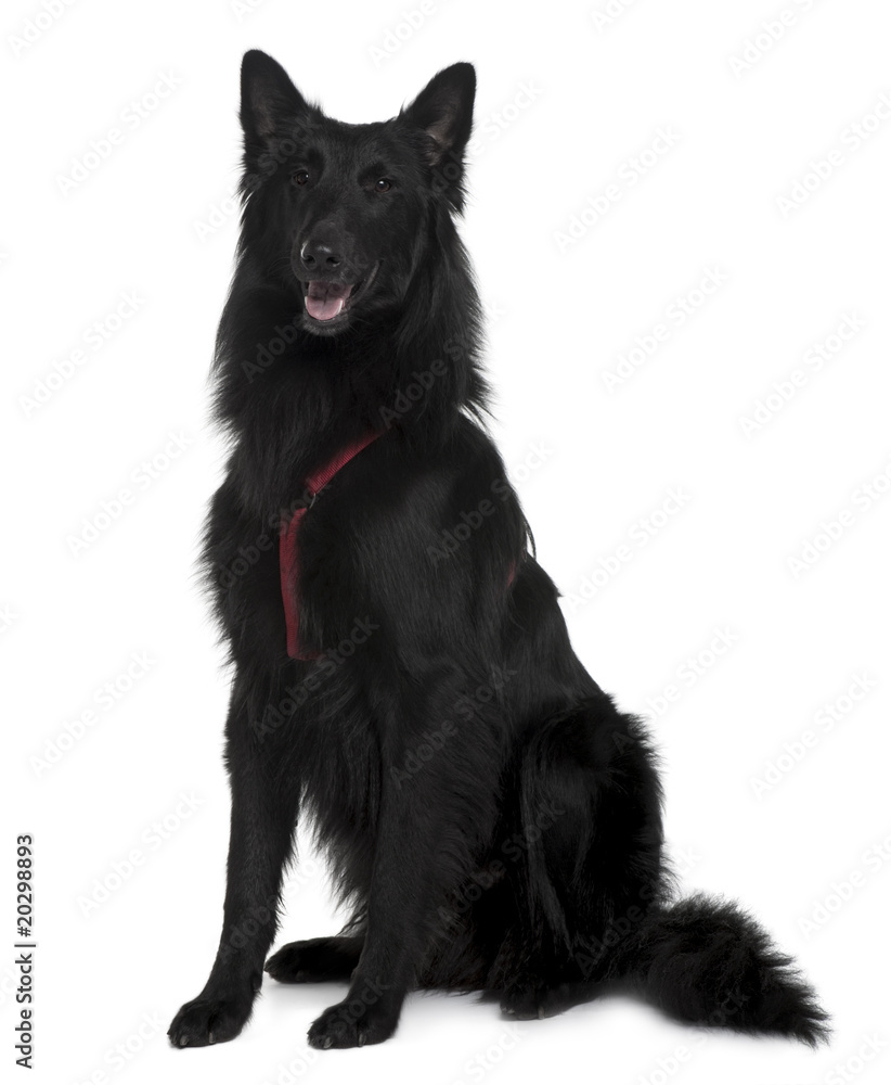 Belgian Shepherd dog sitting in front of white background