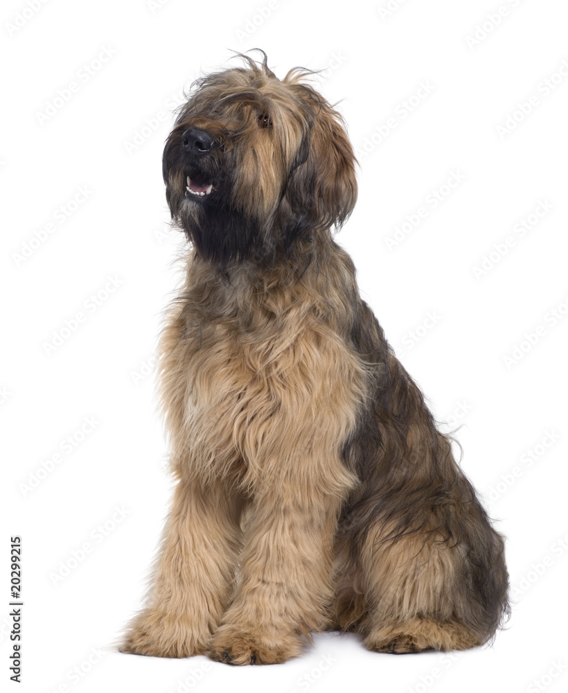 Briard dog, sitting in front of white background Briard dog, sitting in front of white background