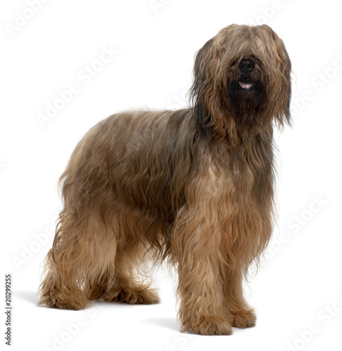 Obraz na plátně Briard dog, standing in front of white background