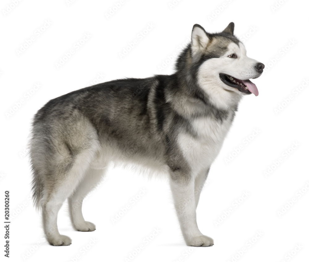 Alaskan malamute, standing in front of white background