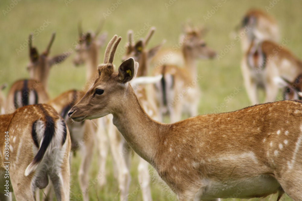 Fototapeta premium hirsch3
