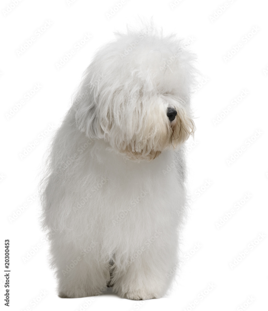 Old English Sheepdog, standing in front of white background