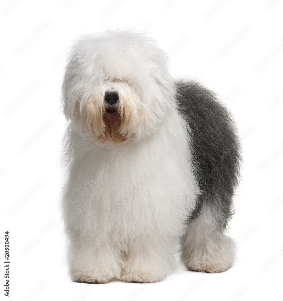 Old English Sheepdog, standing in front of white background