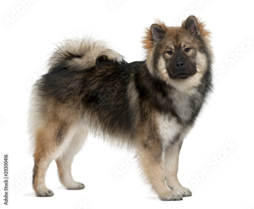 Eurasier dog, 1 Year Old, standing in front of white background photo
