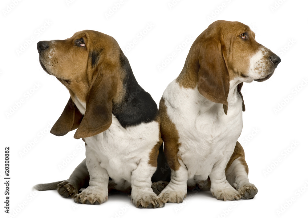 Two sulking Basset Hounds, sitting in front of white background