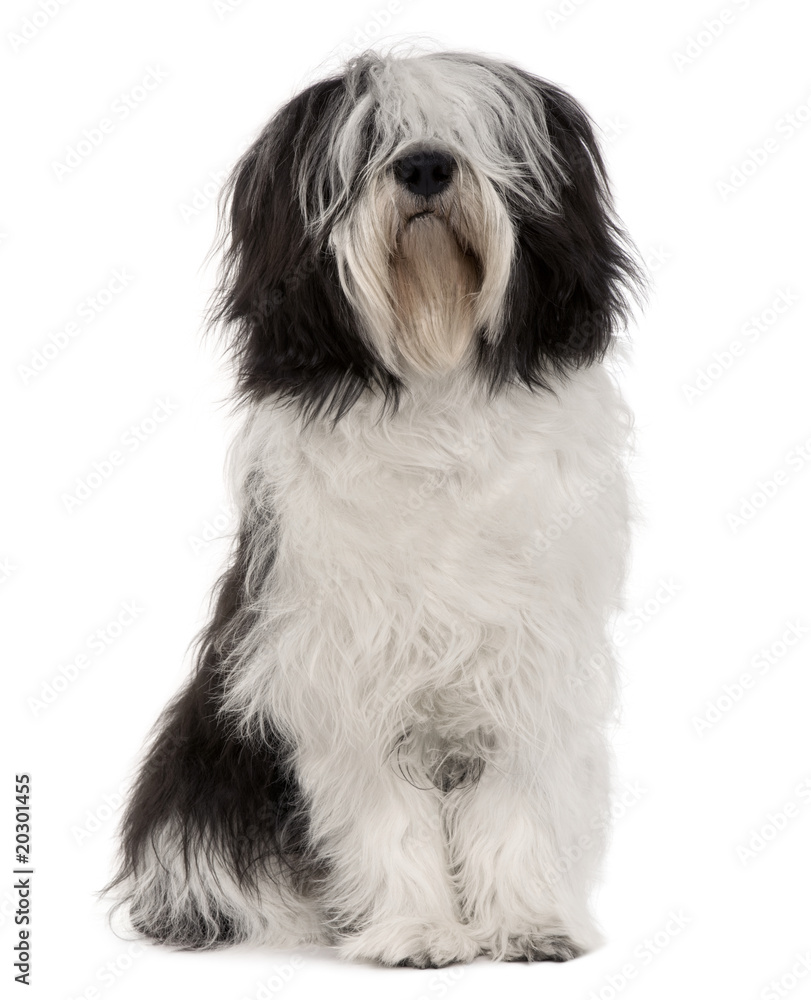 Polish Lowland Sheepdog, sitting in front of white background Polish Lowland Sheepdog, sitting in front of white background