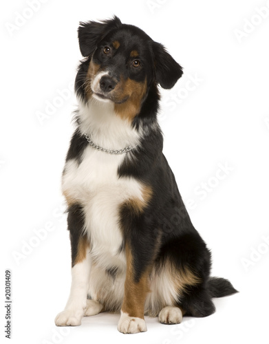 Australian Shepherd puppy, sitting in front of white background © Eric Isselée