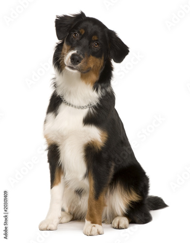 Australian Shepherd puppy, sitting in front of white background