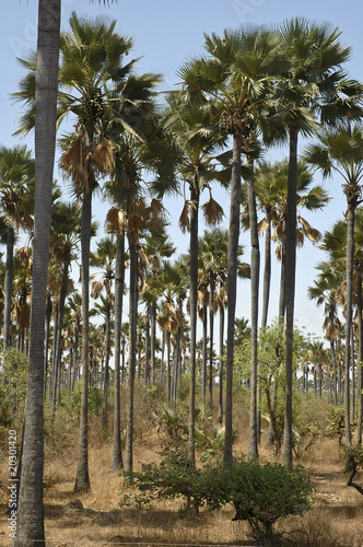 palmyra palm forest (borassus) in senegal